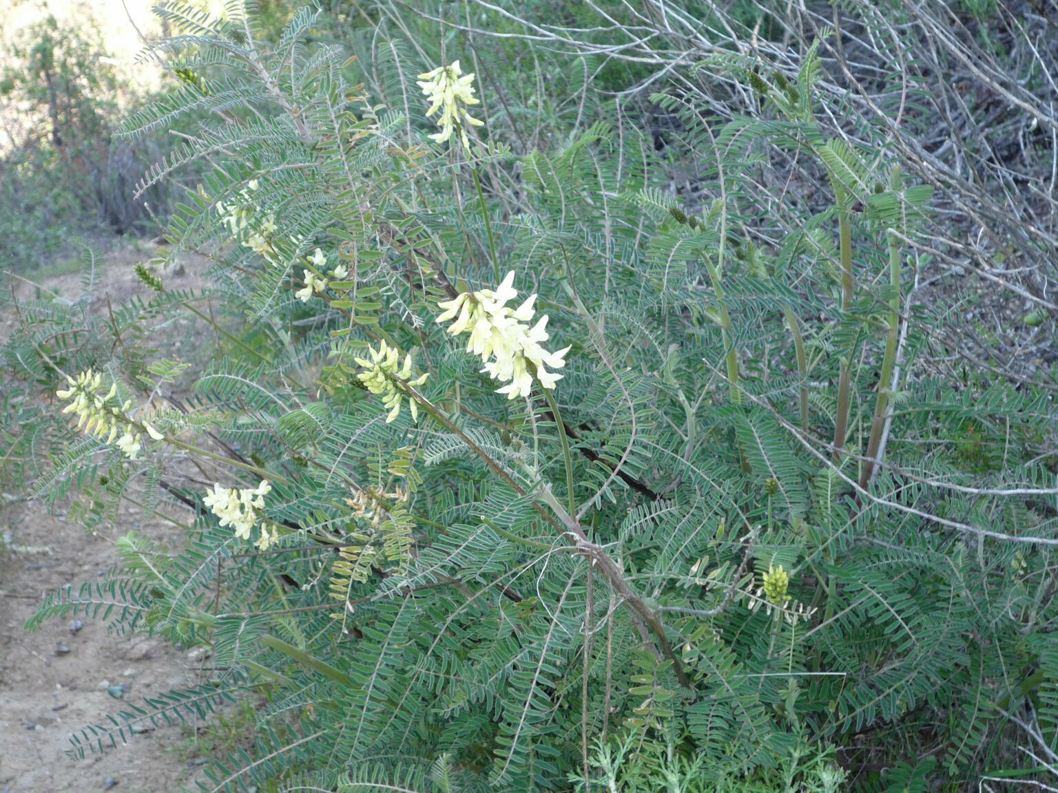 High Resolution Astragalus trichopodus Leaf